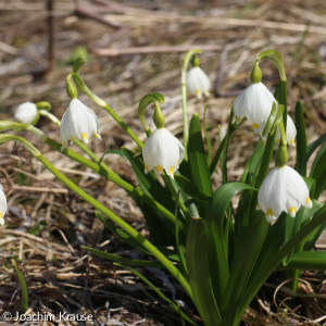 Frühlingsboten